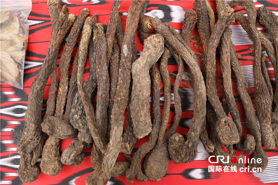 (外籍记者新疆行)红柳大芸为策勒县打造双赢产业