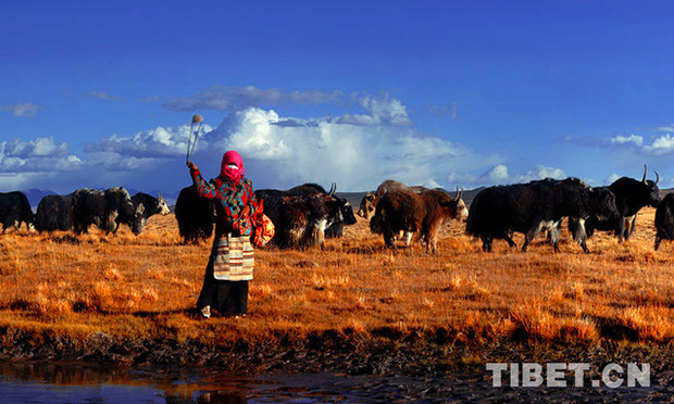 【砥礪奮進的五年】喜看西藏阿裏 天賦神奇人間滄桑