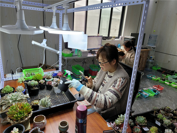 东海县驼峰乡：学史力行争上游 特色产业谱新篇