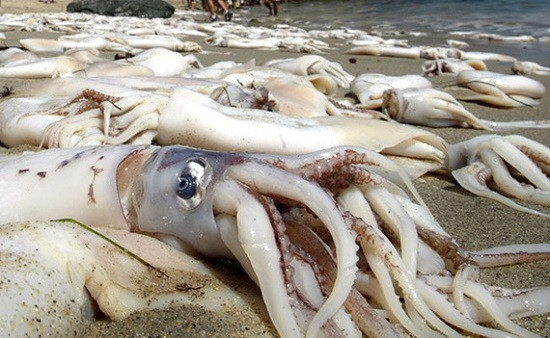 日本海岸現巨型烏賊屍體 專家稱海底或有“異變”