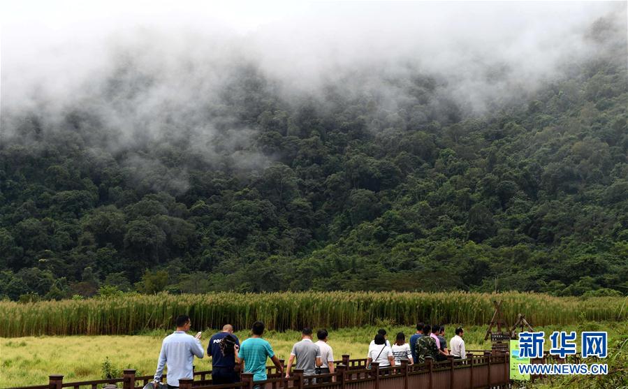 云南普洱坚持“生态立市” 森林覆盖率升至68.8%