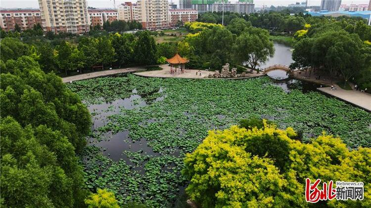 河北邢台南和区：废弃坑塘变身调蓄功能生态公园