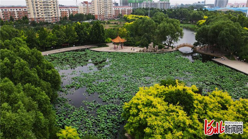 河北邢台南和區：廢棄坑塘變身調蓄功能生態公園