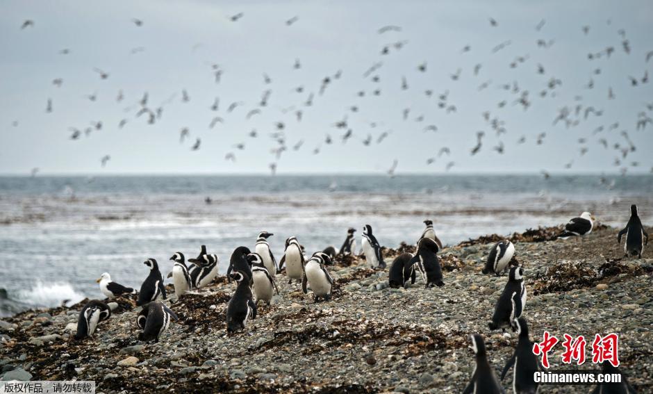 智利成千上万企鹅繁殖季聚集马格达莱纳岛
