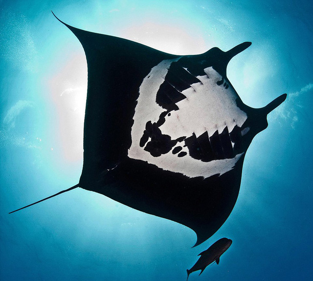 墨西哥海底发现罕见蝠鲼 黑白花纹酷似骷髅(高清组图)