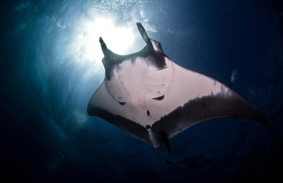 墨西哥海底发现罕见蝠鲼黑白花纹酷似骷髅高清组图