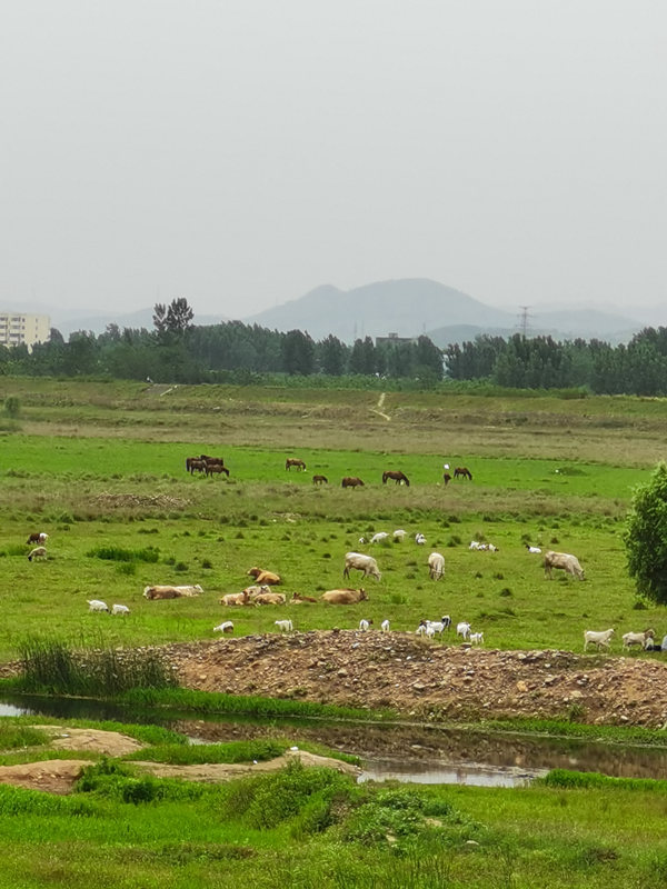 从“痛点”到“名片” 平顶山鲁山新沙河扮靓一座城