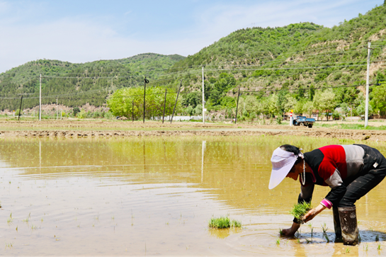 陕西富县万亩水稻种植进入“插秧季”