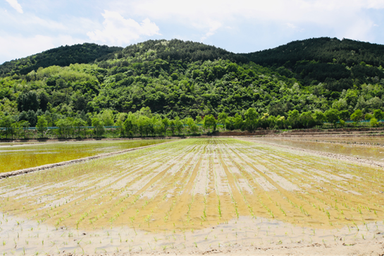 陕西富县万亩水稻种植进入“插秧季”