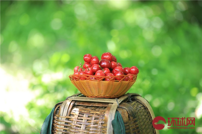 （转载）又到樱桃采摘季 四川茂县迎客来