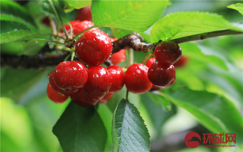 （转载）又到樱桃采摘季 四川茂县迎客来