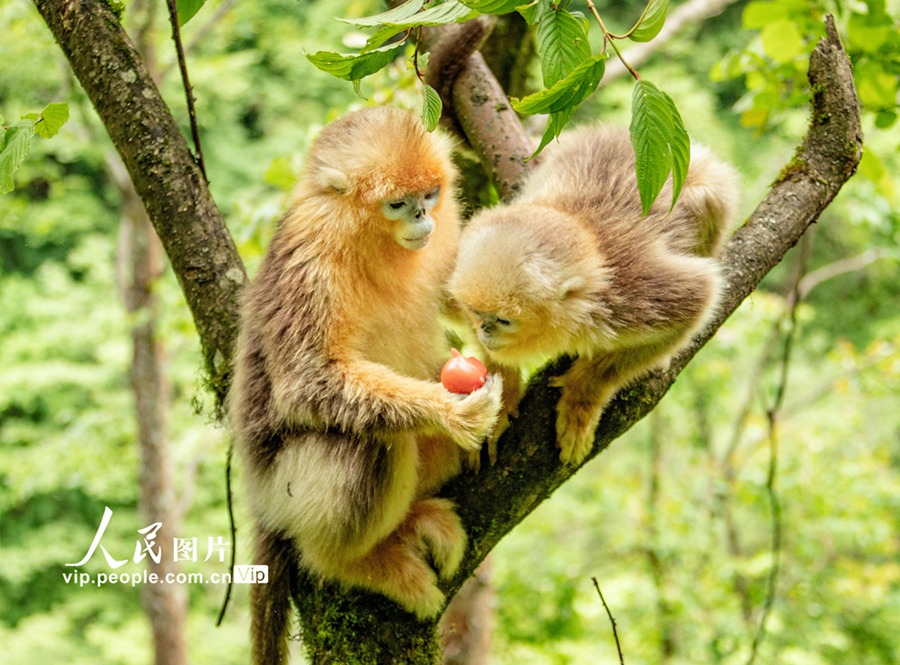 キンシコウの様々な姿を見てみよう！　四川省平武_fororder_FOREIGN202106041031000102541334300
