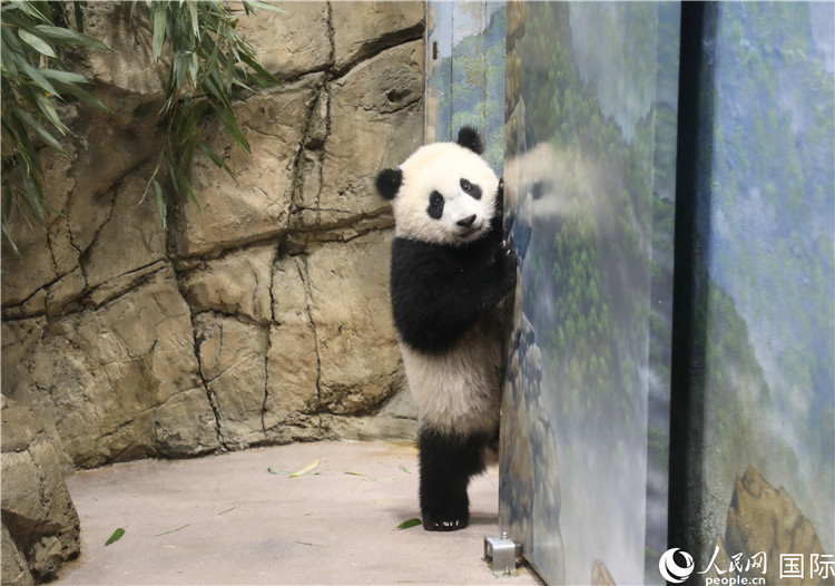 探访旅美大熊猫幼崽"小奇迹" 美国大熊猫粉丝排长队