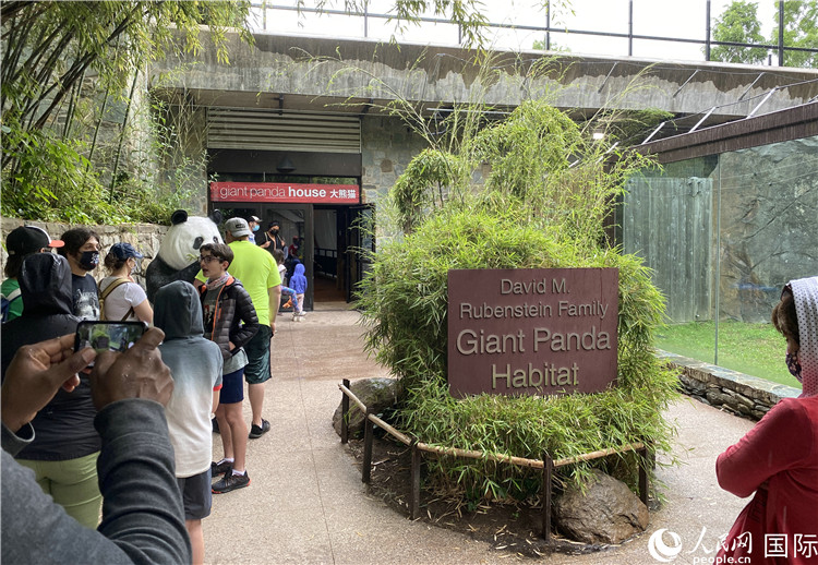 探访旅美大熊猫幼崽"小奇迹" 美国大熊猫粉丝排长队