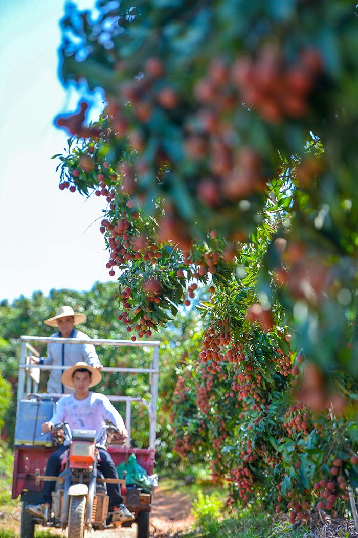 广西钦州荔枝迎来丰收年 产量达42万吨