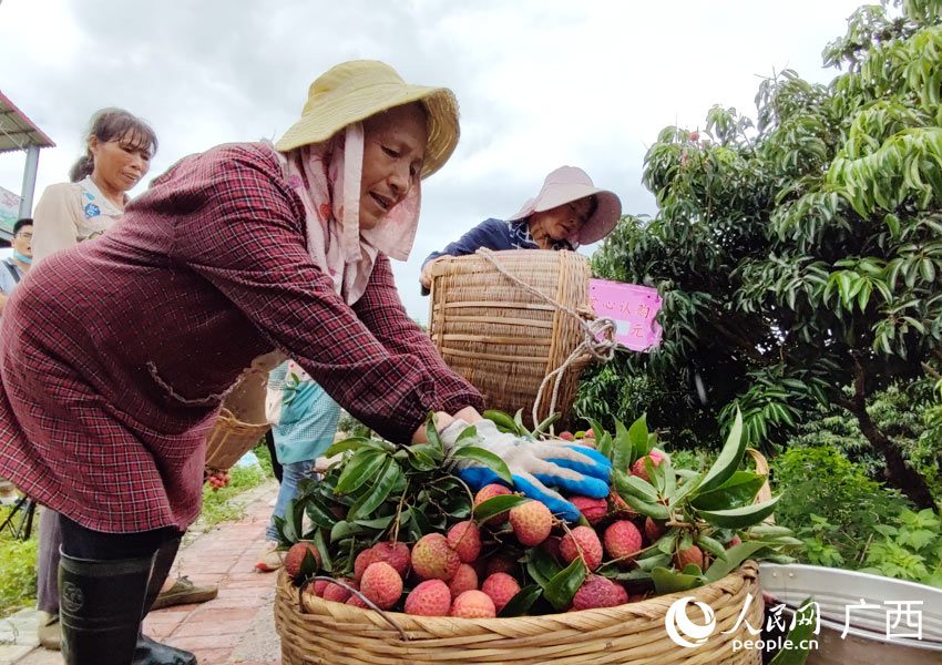 广西贵港：荔枝香飘四方 乡村振兴有奔头