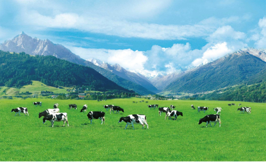 中国乳业探路者 南山奶粉60年老品牌历久弥新 中国乳业探路者 南山奶粉60年老品牌历久弥新