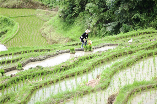 Butil sa Tainga: abalang panahon ng pagsasaka, katangi-tanging tradisyon at masasarap na pagkain_fororder_VCG111332958507