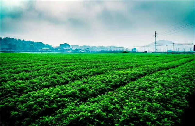 湖北黄冈艾草种植基地图片