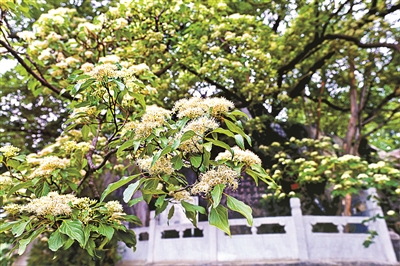 北京唯一“毛梾古樹”迎來盛花期_fororder_1