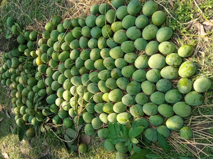 অনলাইনে জমজমাট আমের ব্যবসা_fororder_jingji7