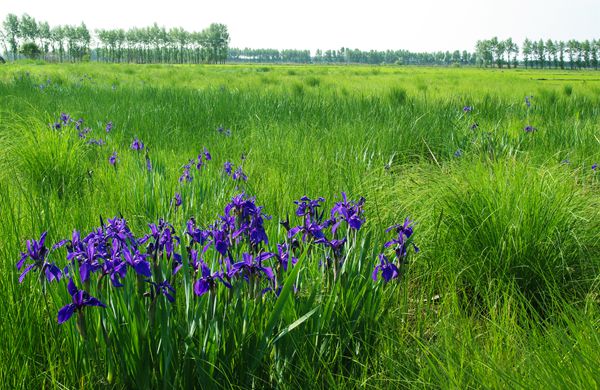 黑龍江省草原面積207萬公頃 草原綜合植被蓋度穩定在75%以上
