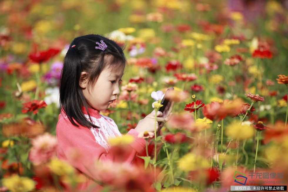 北京奥森公园百亩花海“代言”秋天童话