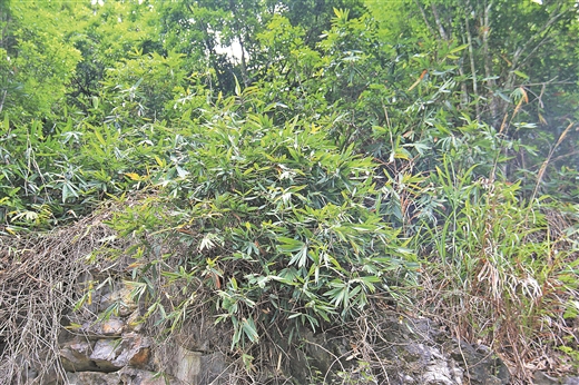 廣西發現竹亞科新種中越懸竹