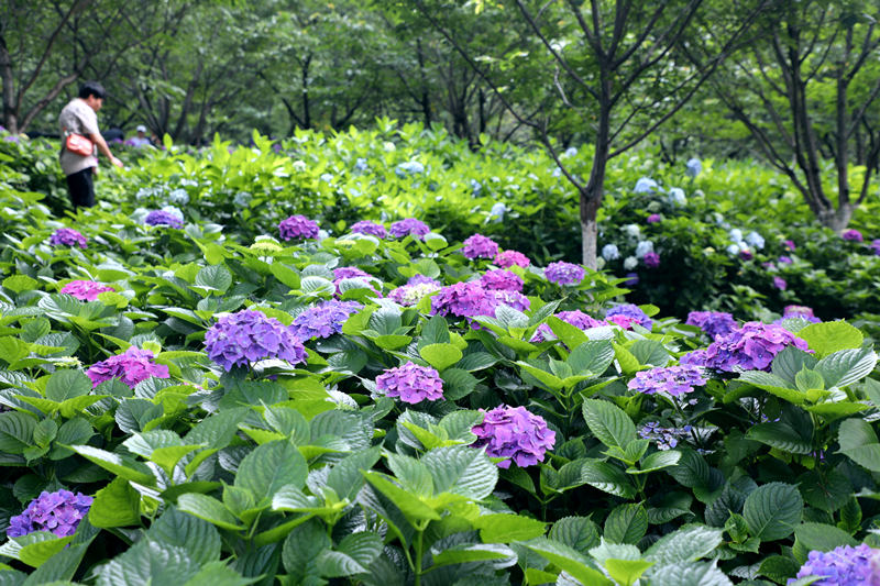 湖南省森林植物園で3万株のアジサイが見頃_fororder_湖南1