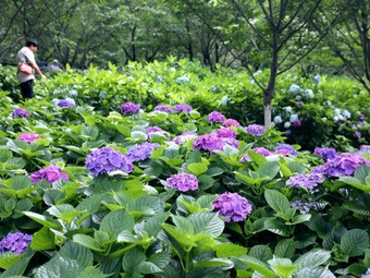 湖南省森林植物園で3万株のアジサイが見頃