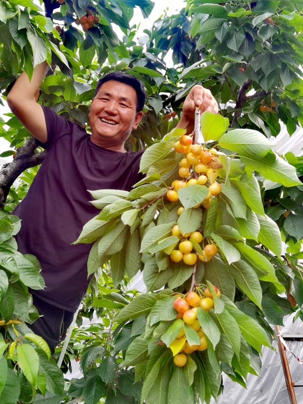 莱芜茶叶樱桃节图片