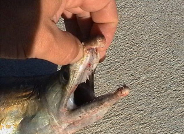 白鳝吃死人图片图片