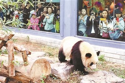 两只熊猫宝宝回到北京娘家 昨起正式与游客见面