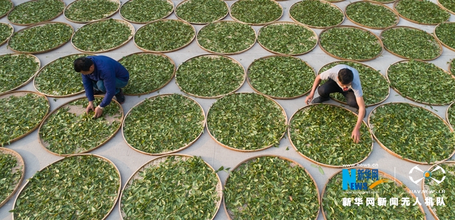 福建詔安：八仙山下採春茶