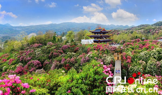 贵州毕节：绘好宣传工笔画  让“花”语传遍世界