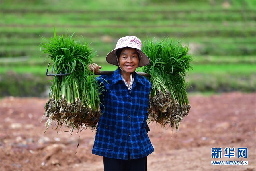 广西融水：雨后苗山插秧忙
