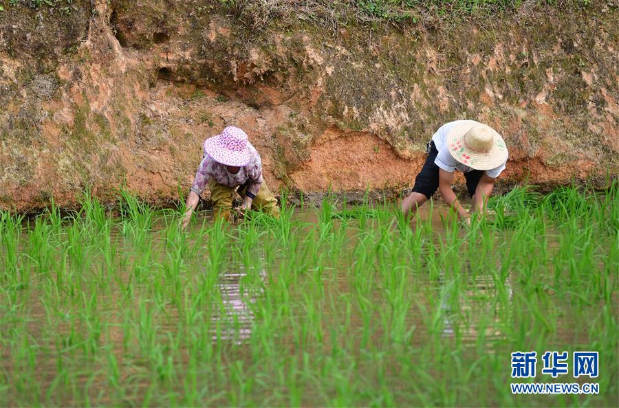 广西融水：雨后苗山插秧忙