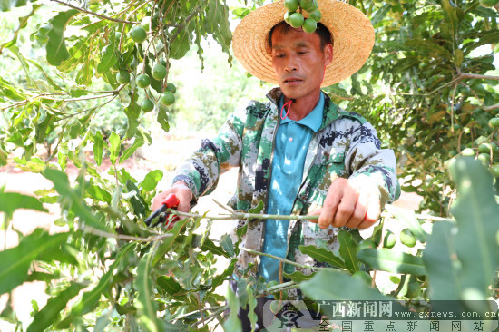 廣西上思縣澳洲堅果種植面積超3000畝