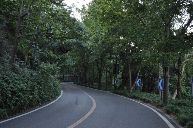 秋天的礼物 杭州这15条道路不扫落叶