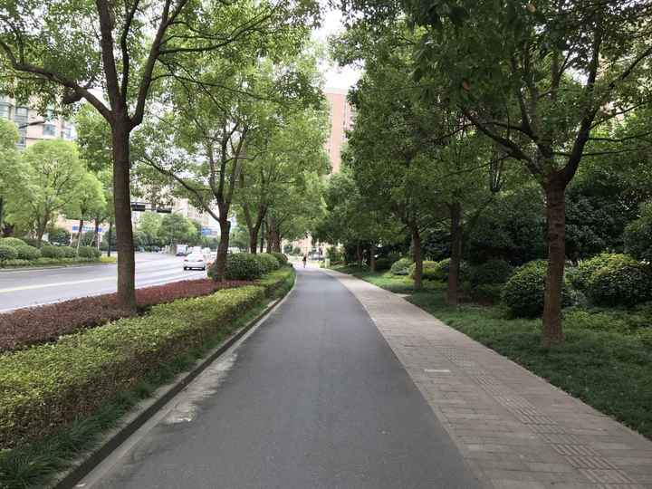 秋天的礼物 杭州这15条道路不扫落叶