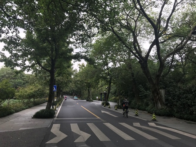 秋天的礼物 杭州这15条道路不扫落叶