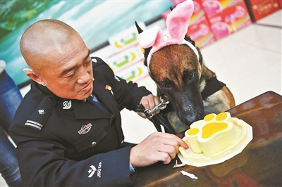 警犬集体过生日 吃特制蛋糕卖萌