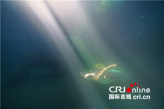 为了人类共同的蓝色家园——中国多措并举保护海洋生物多样性_fororder___172.100.100.3_temp_9500031_1_9500031_1_1_4cf32654-94fc-4b14-a12f-84f2fda0dd34