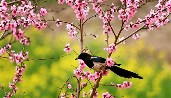 图片默认标题_fororder_3,喜鹊与桃花构成了美丽的画卷-供图-丹巴县