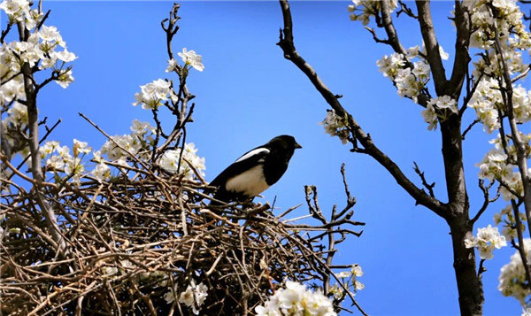 四川丹巴:解锁新玩法 甲居藏寨探秘"喜鹊王国"
