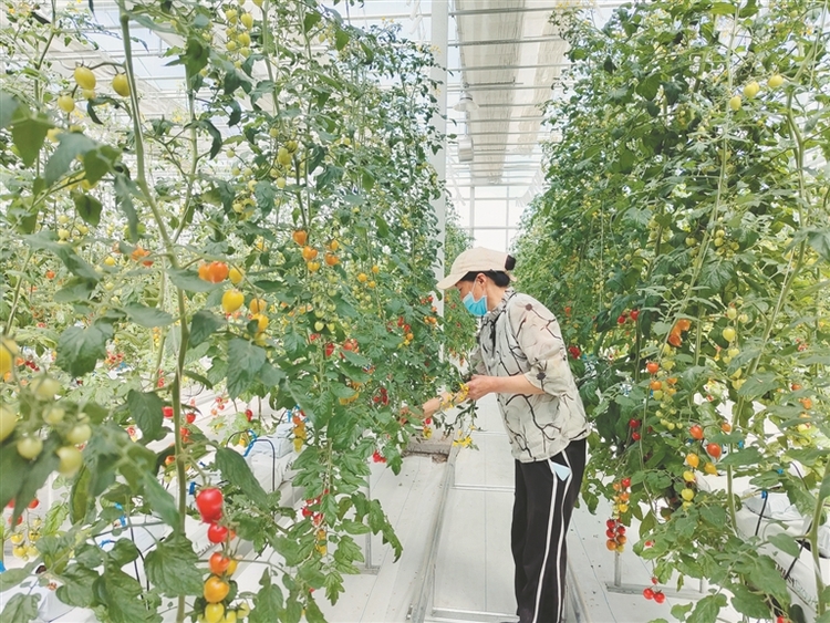 宝泉岭农场无土栽培番茄受欢迎