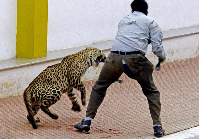 印度一金錢豹闖入校園咬傷5人