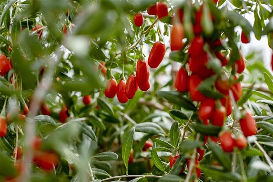 宁夏枸杞48小时配送到家 华润万家消费帮扶再发力_fororder_图片2