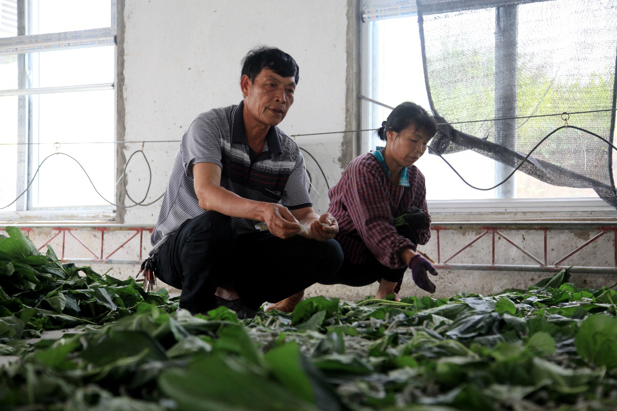 南寧邕寧區：種養專業合作社奏響脫貧致富曲