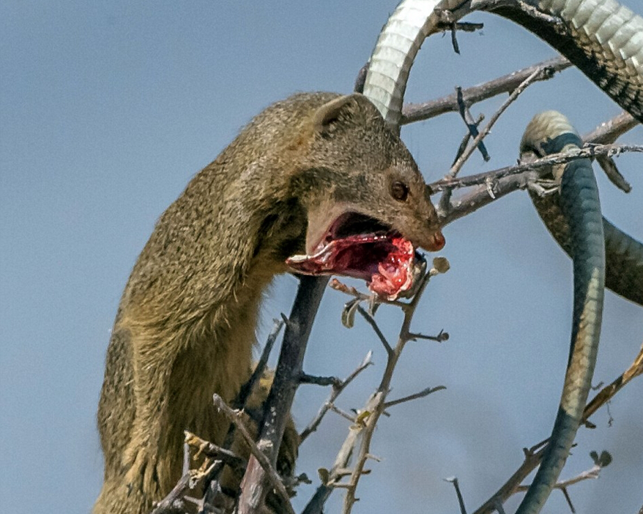 非洲树蛇树上觅食反被猫鼬捕杀组图